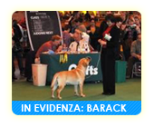 TRENDLEWOOD RHYTHM IN GOLD - Barack